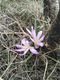  Colchicum varians
